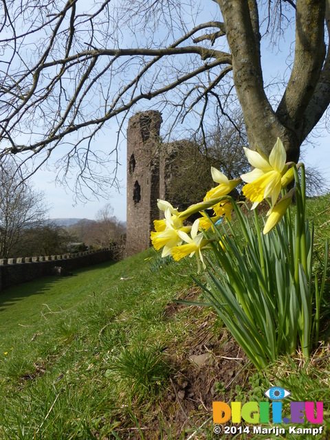 FZ003621 Daffodils by Abergavenny castle